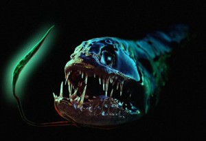 List o' 10 Creatures From the Ocean Depths: dragonfish