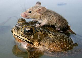 http://news.nationalgeographic.com/news/2006/07/images/060705-mouse-frog_big.jpg