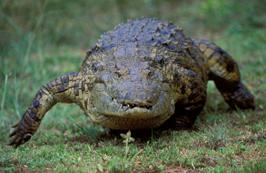 http://www.nigeldennis.com/stock/images/reptiles/crocodiles/25517.jpg