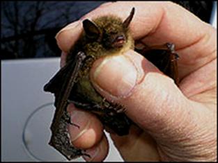 Bat in north-eastern United States, 2008