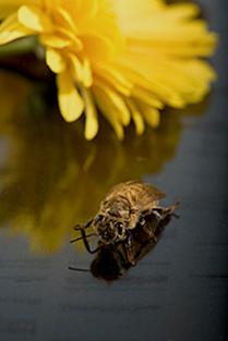 Newly emerged honey bee. Link to photo information