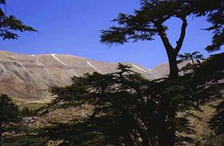 Photograph:The renowned cedars of Lebanon grow in the shadow of the Lebanon Mountains.