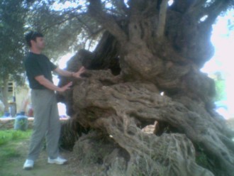 Oldest_olive_tree