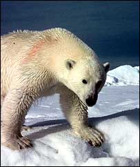 Bear on ice   WWF