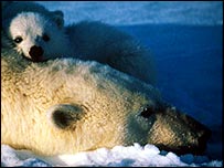 Bear and cub, Svalbard   WWF