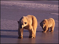 Mother bear and cub, Canada   WWF