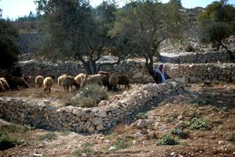 A Bethlehem shepherds his flock of sheep